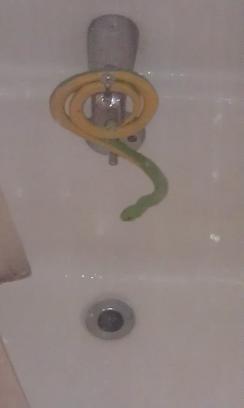 IMAG1846 bathtub snake