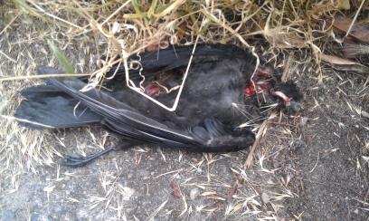 dead crow